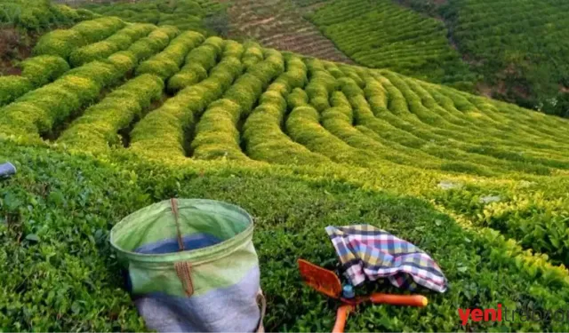 Ne Rize Ne Giresun! Türkiye’de Çay Veriminde Trabzon Birinci Sırada